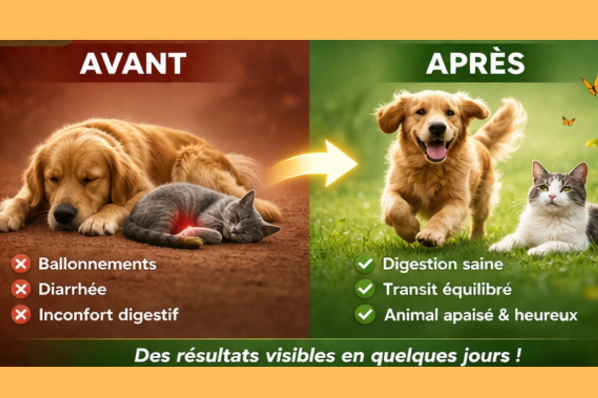 Probiotiques pour chiens et chats